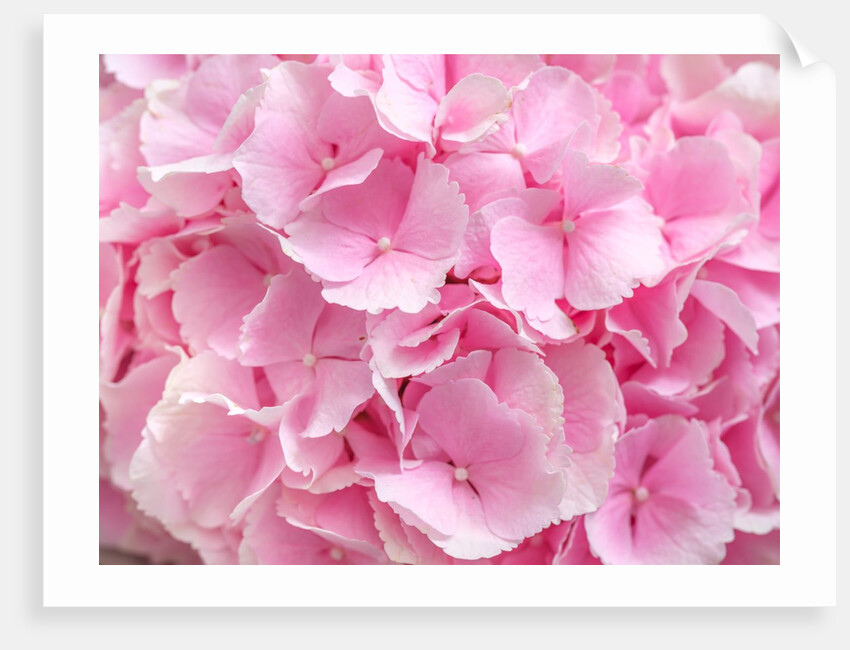 Flower bouquet by Assaf Frank